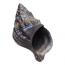 large-hawaiian-conch-dark-colorbrushed-silver_1_1