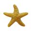 sugar-starfish-colorbrushed-gold_1