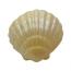 small-scallop-shells-colorbrushed-pearl